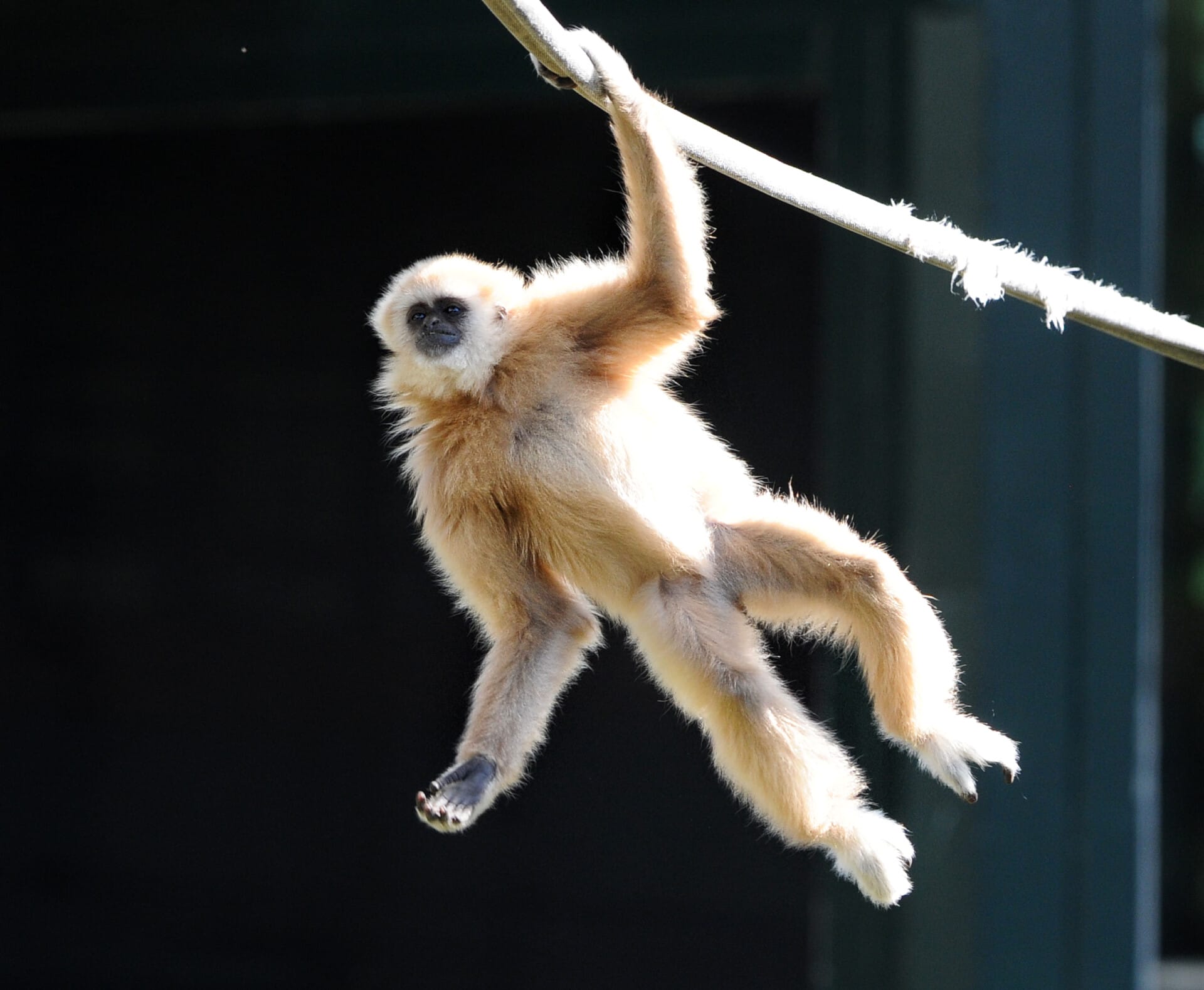 WhiteHandedGibbon Leo MMcAtee 7474