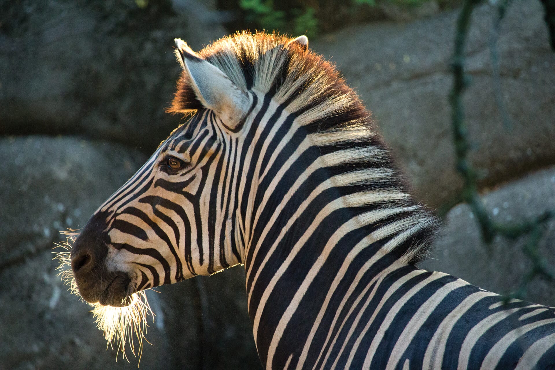 Zebra InMorningLight 4130