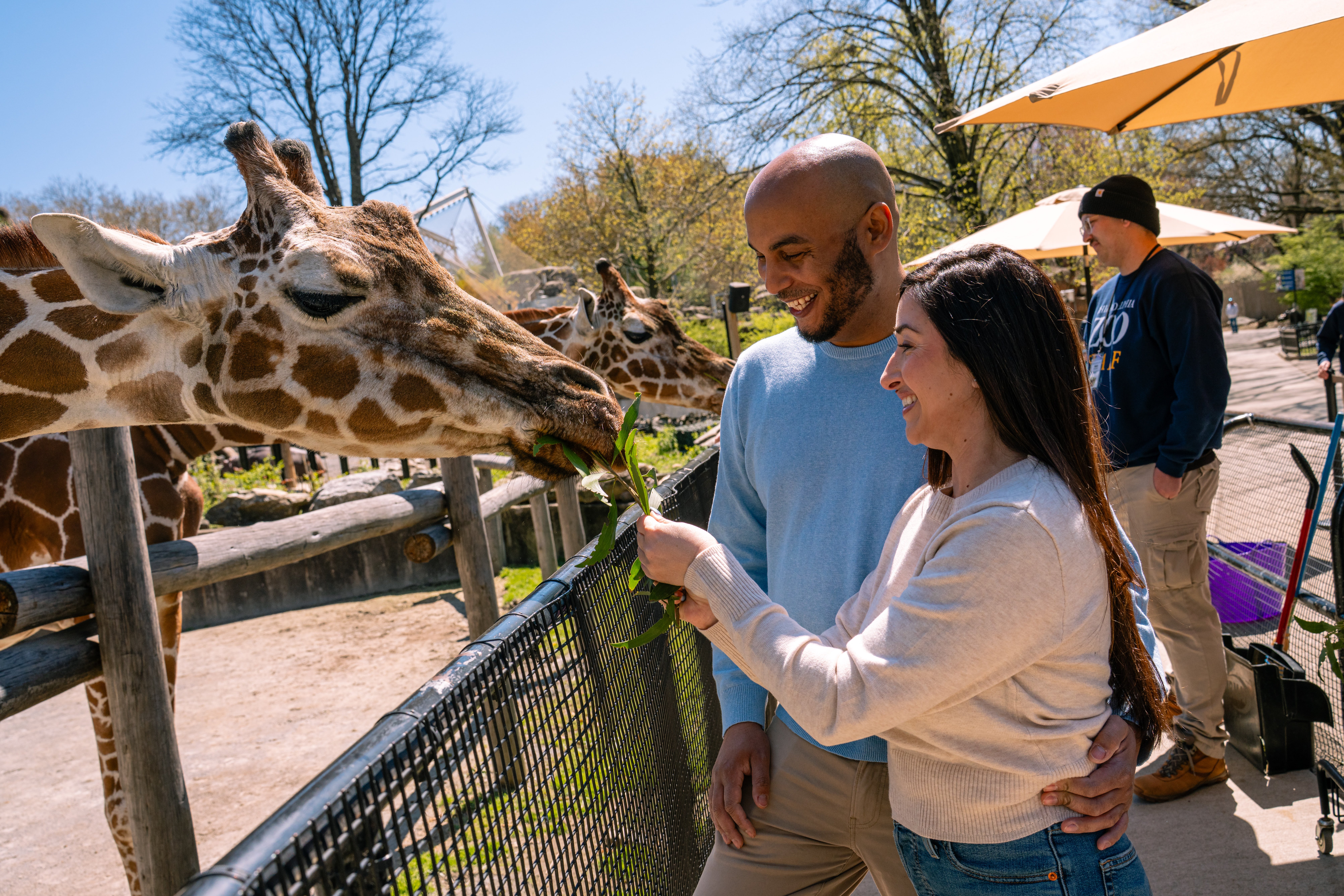 A couple feeds a giraffe in African Plains at Philadelphia Zoo.