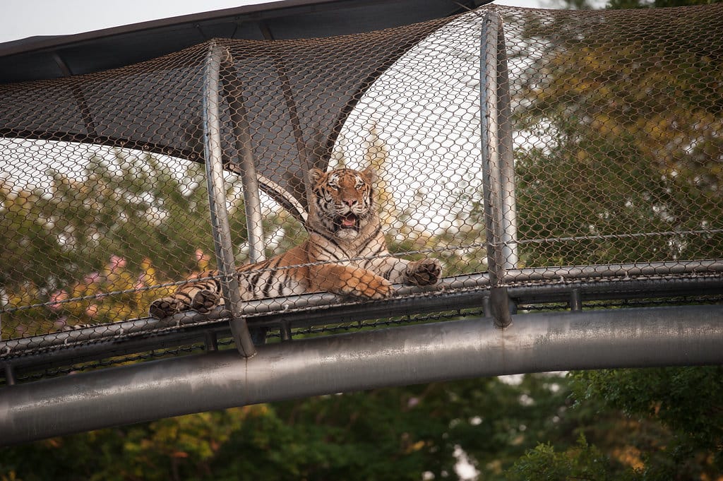 big cat falls zoo360