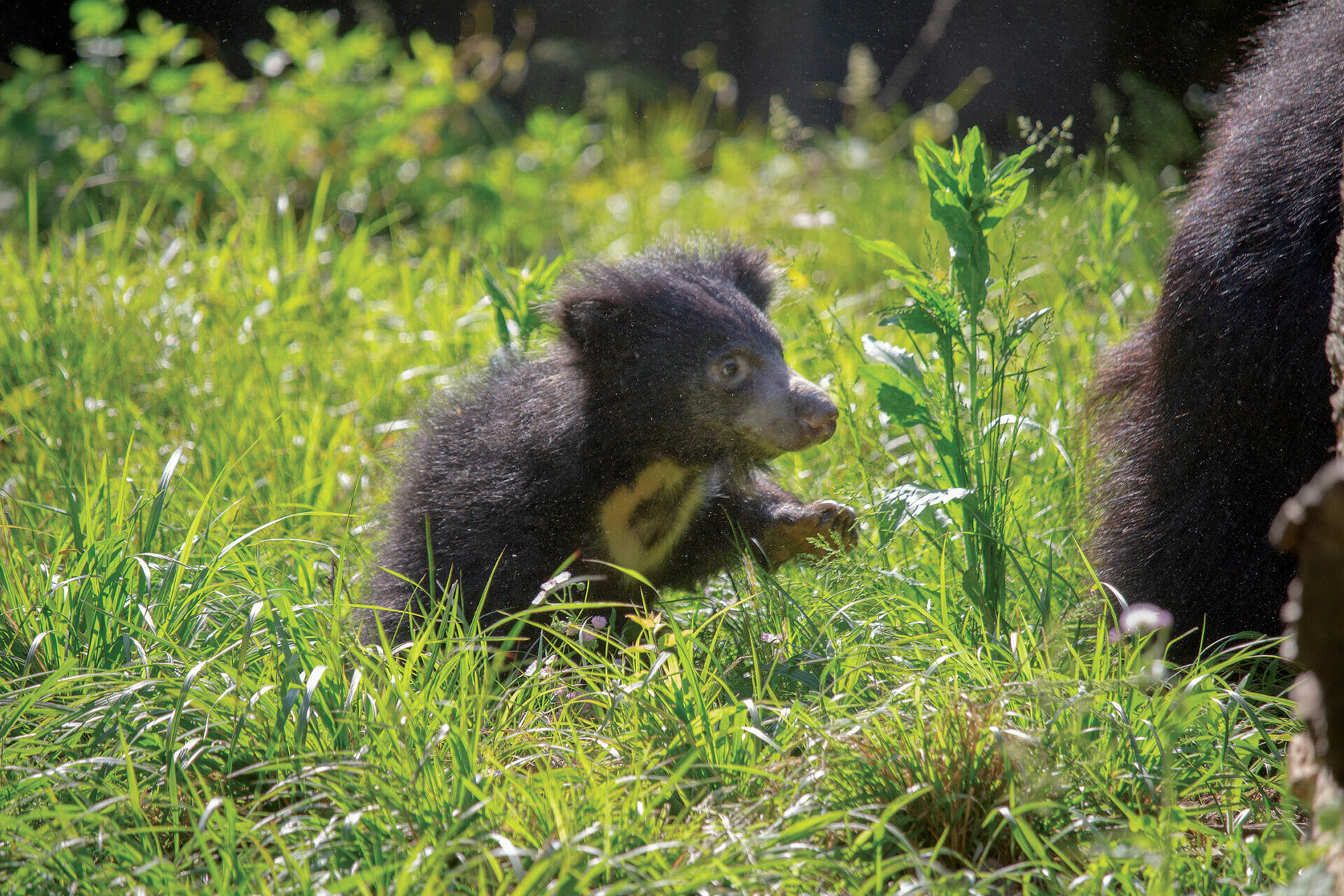SlothBear Cubs FirstDayOut 05.17.23 3445