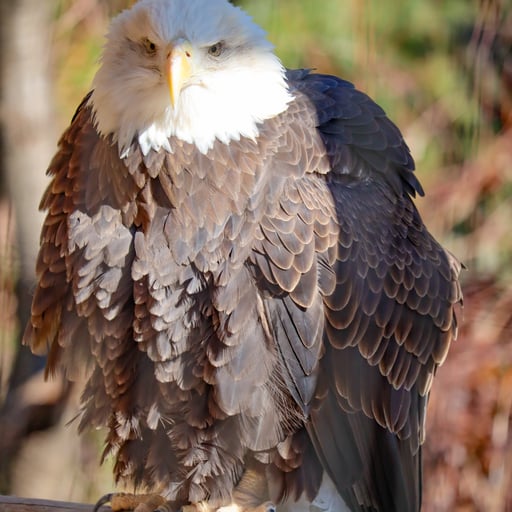 A bald eagle in its habitat in Raptor Ridge at Philadelphia Zoo.