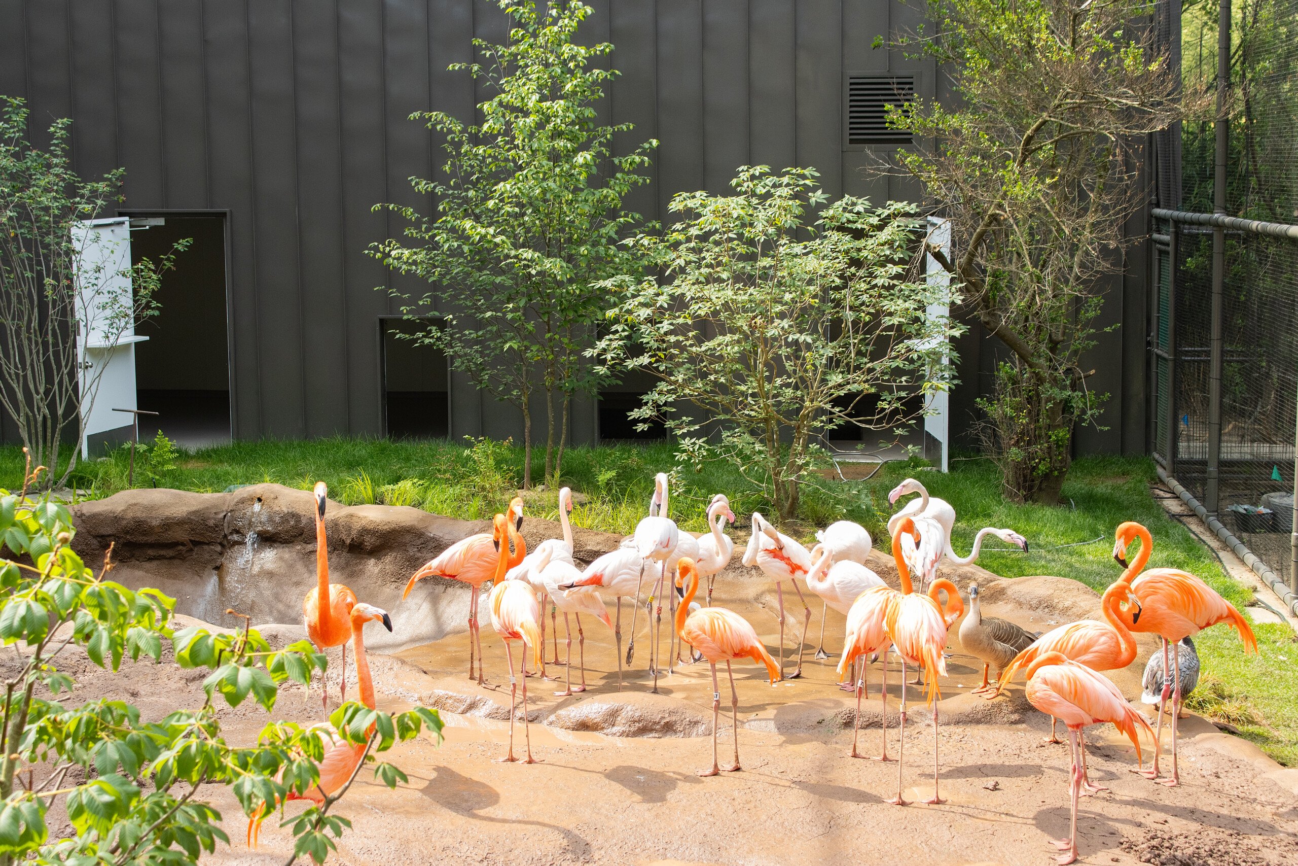 A flamboyance of flamingos inside Flamingo Cove at Philadelphia Zoo.