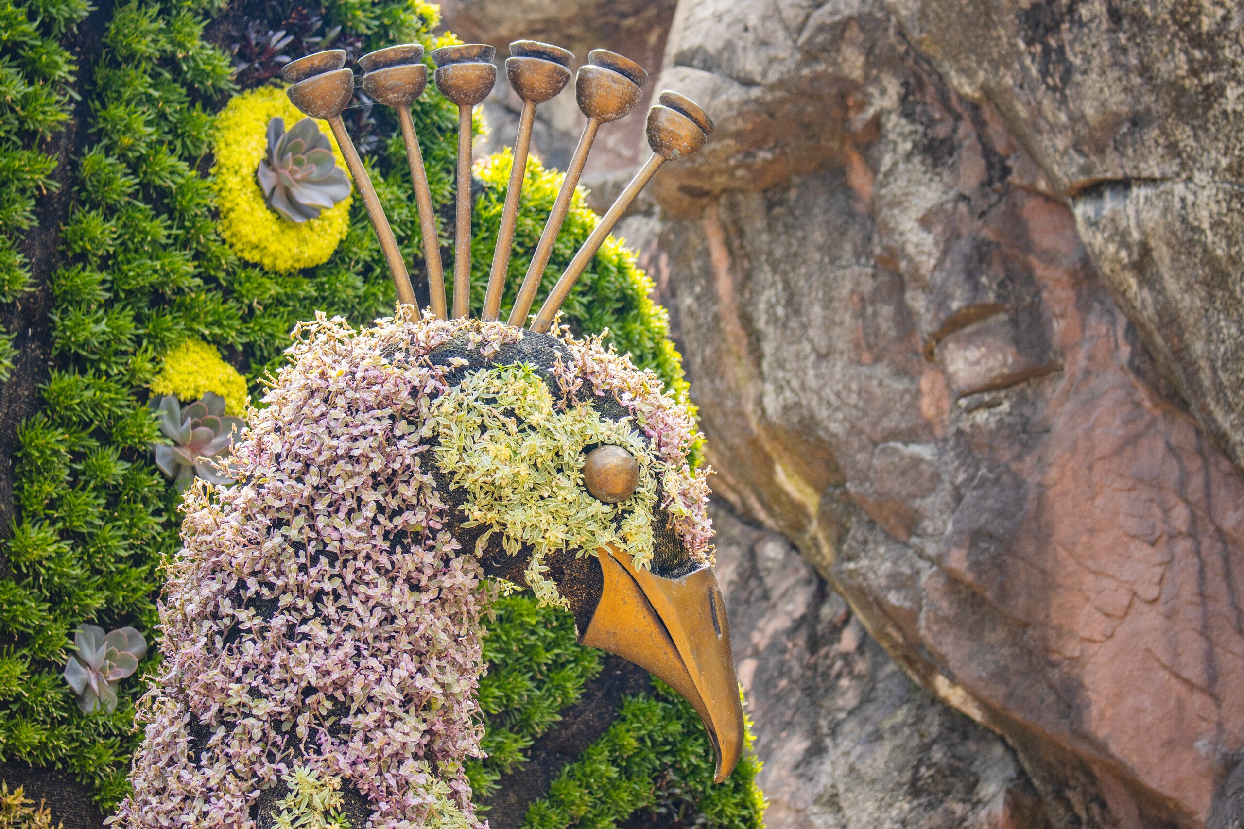 A topiary sculpted to look like a preening peacock.