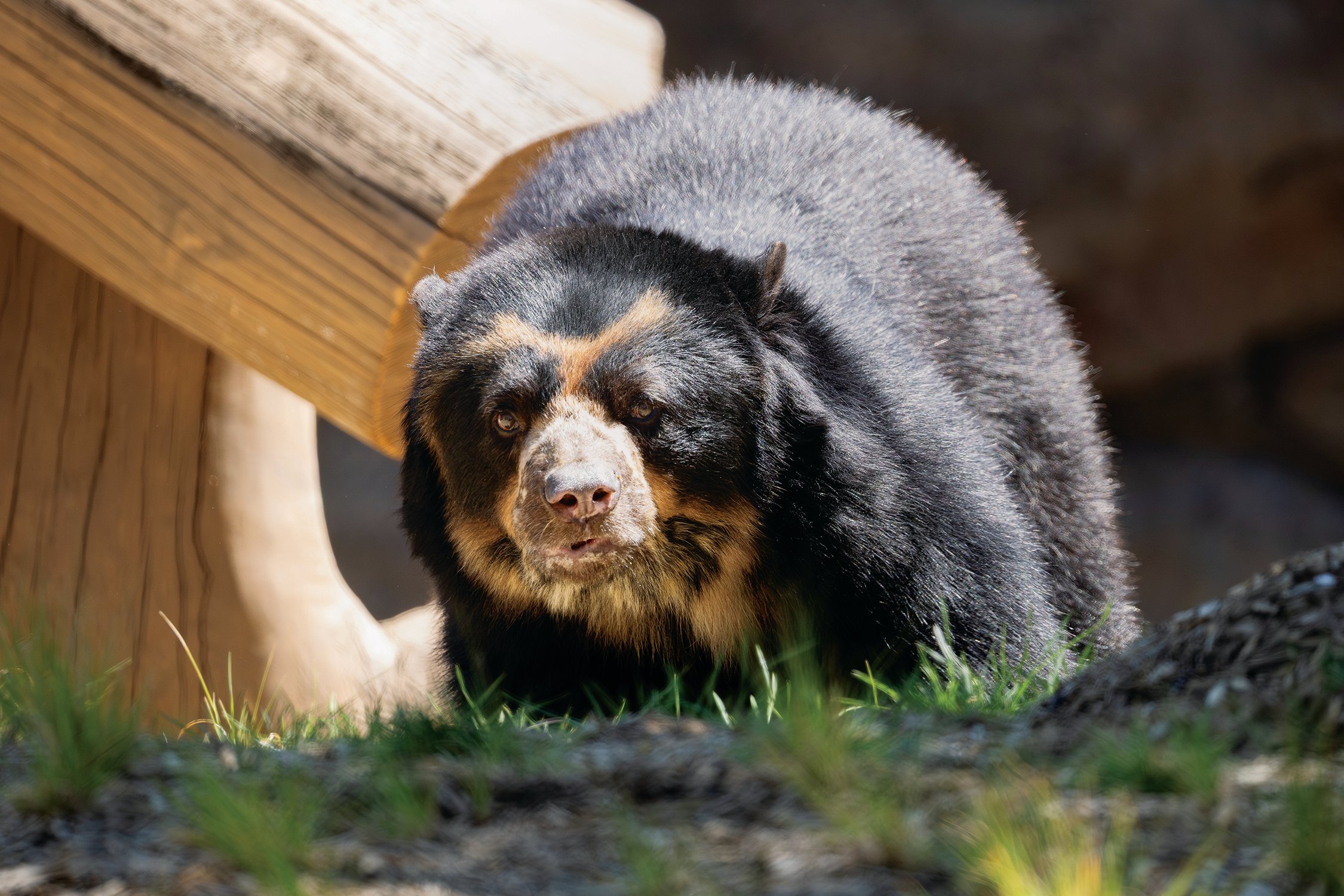 Andean bear Turbo explores his habitat in the new Francis J. Carey Bear Country at Philadelphia Zoo.