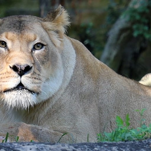 African Lion Tajiri