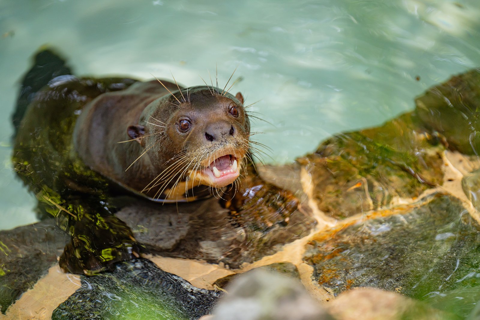 A giant river otter explores its habitat in Water is Life at Philadelphia Zoo.