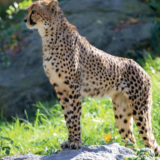Cheetah 11.05.16 JMiner 2963