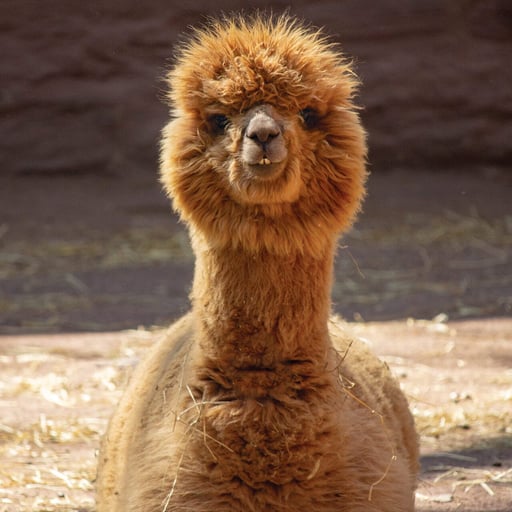 Alpaca 4781