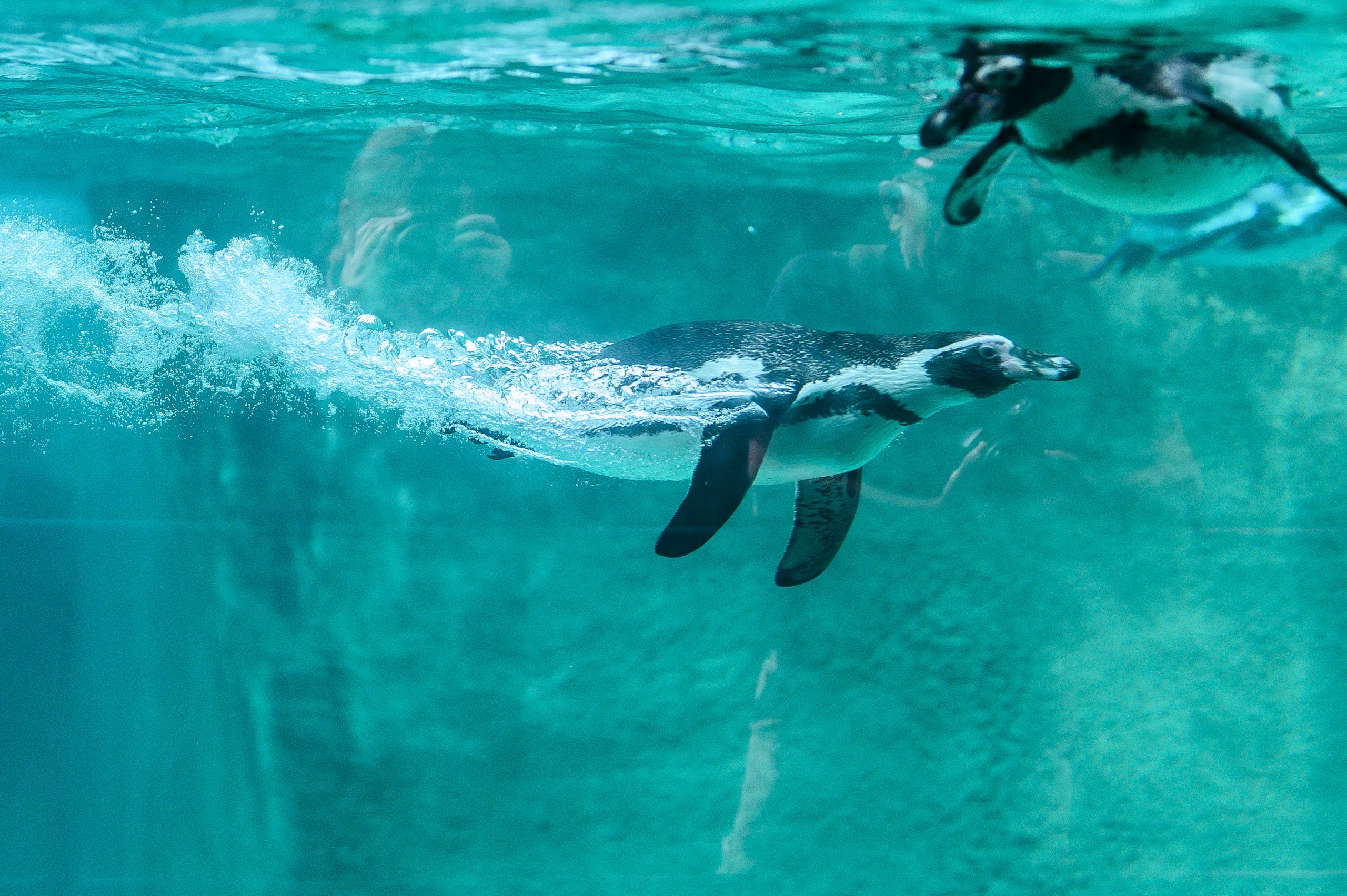 Philadelphia Zoo’s Birds Return to Outdoor Exhibits