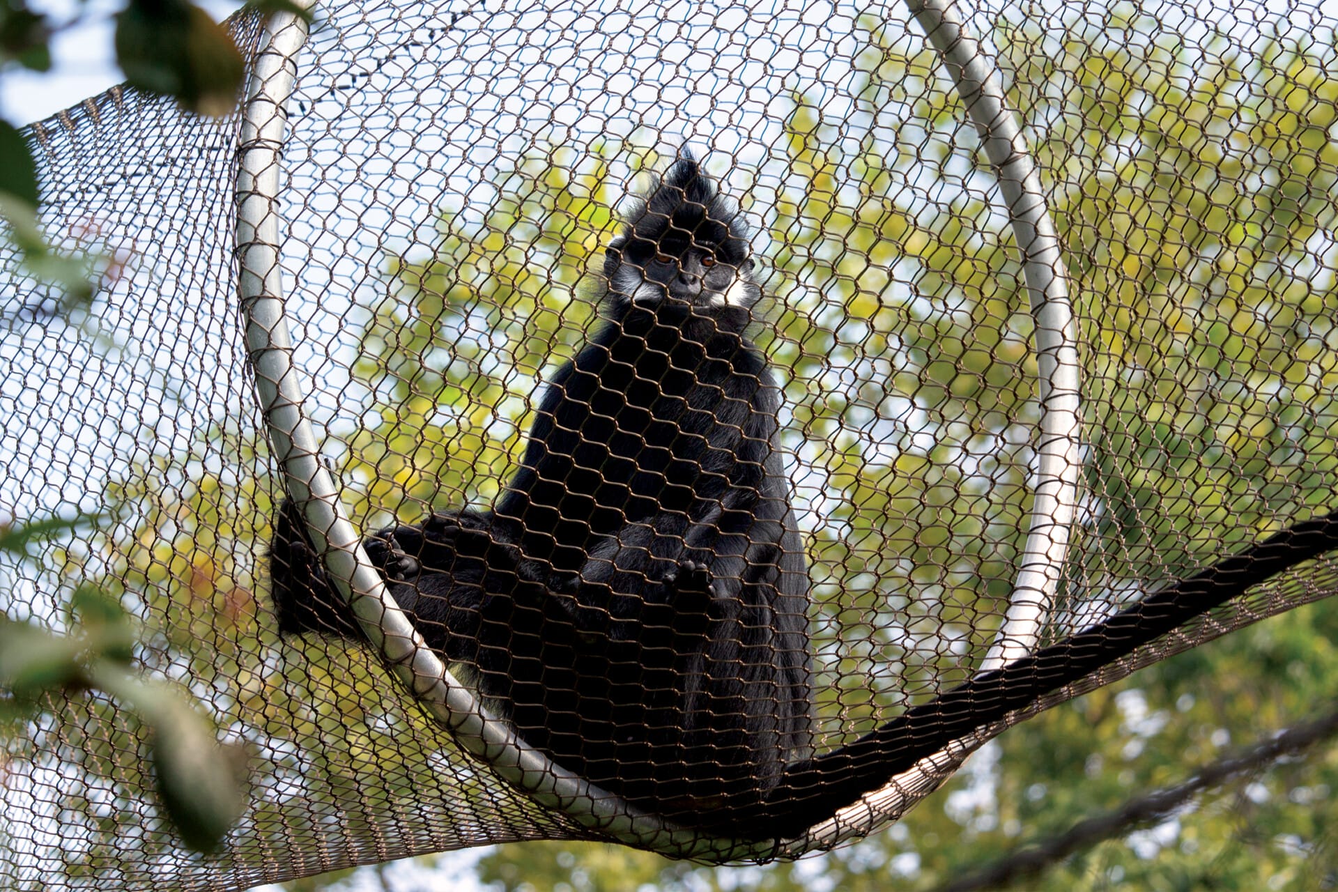 FrancoisLangur InTreetopTrail 7688