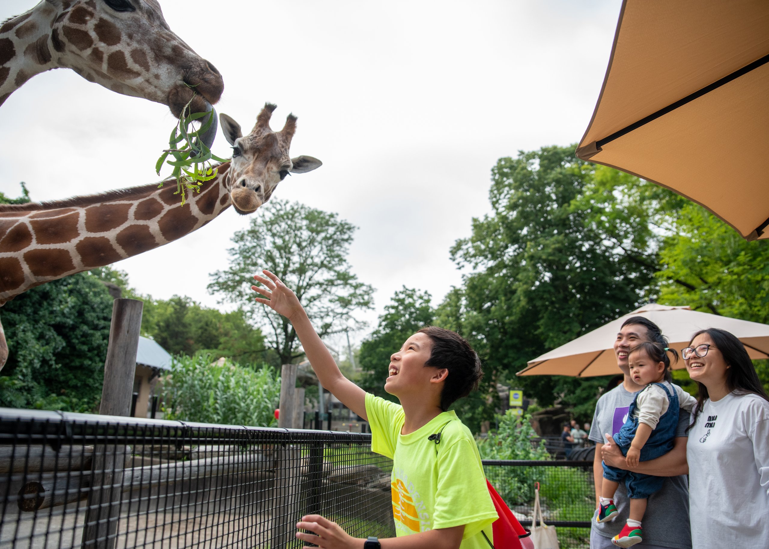 A small boy smiles while feeding the giraffes in African Plains at Philadelphia Zoo.