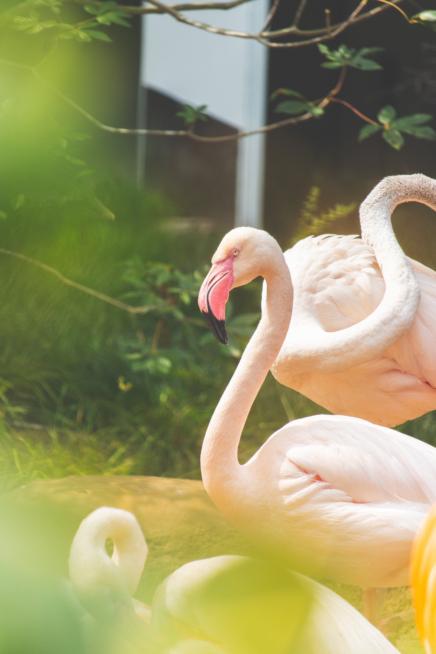 A flamboyance of flamingos inside Flamingo Cove at Philadelphia Zoo.