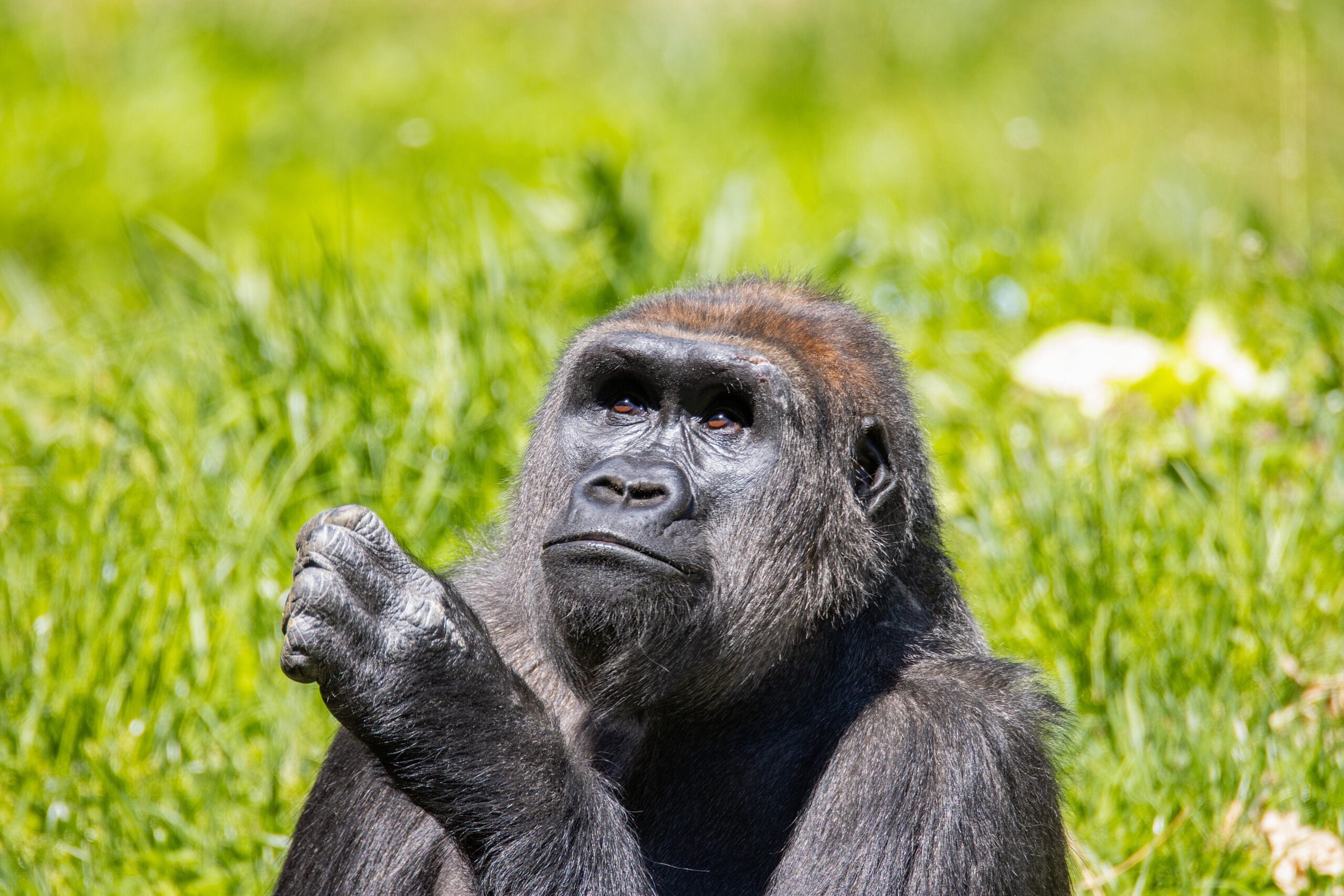 Patty the Western Lowland gorilla sits in the yard of PECO Primate Reserve at Philadelphia Zoo.
