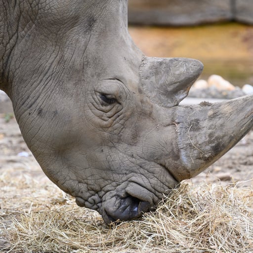 WhiteRhino Tony WChung 0870