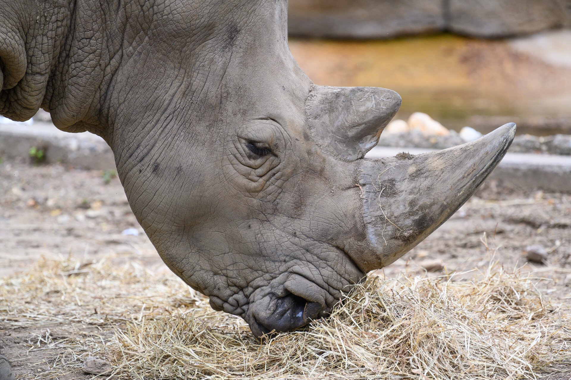 WhiteRhino Tony WChung 0870