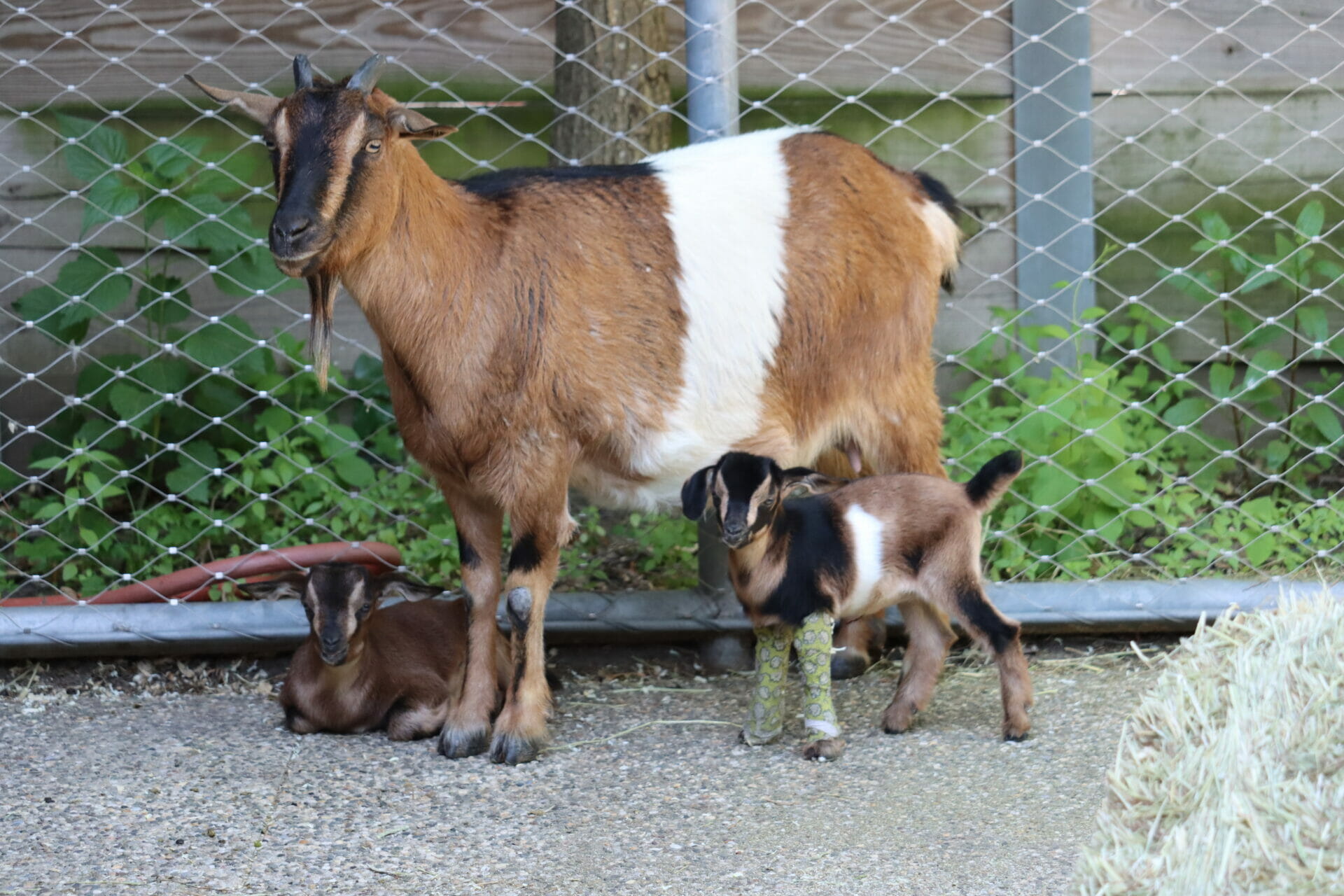 Arapawa goat kids with mom Sawyer