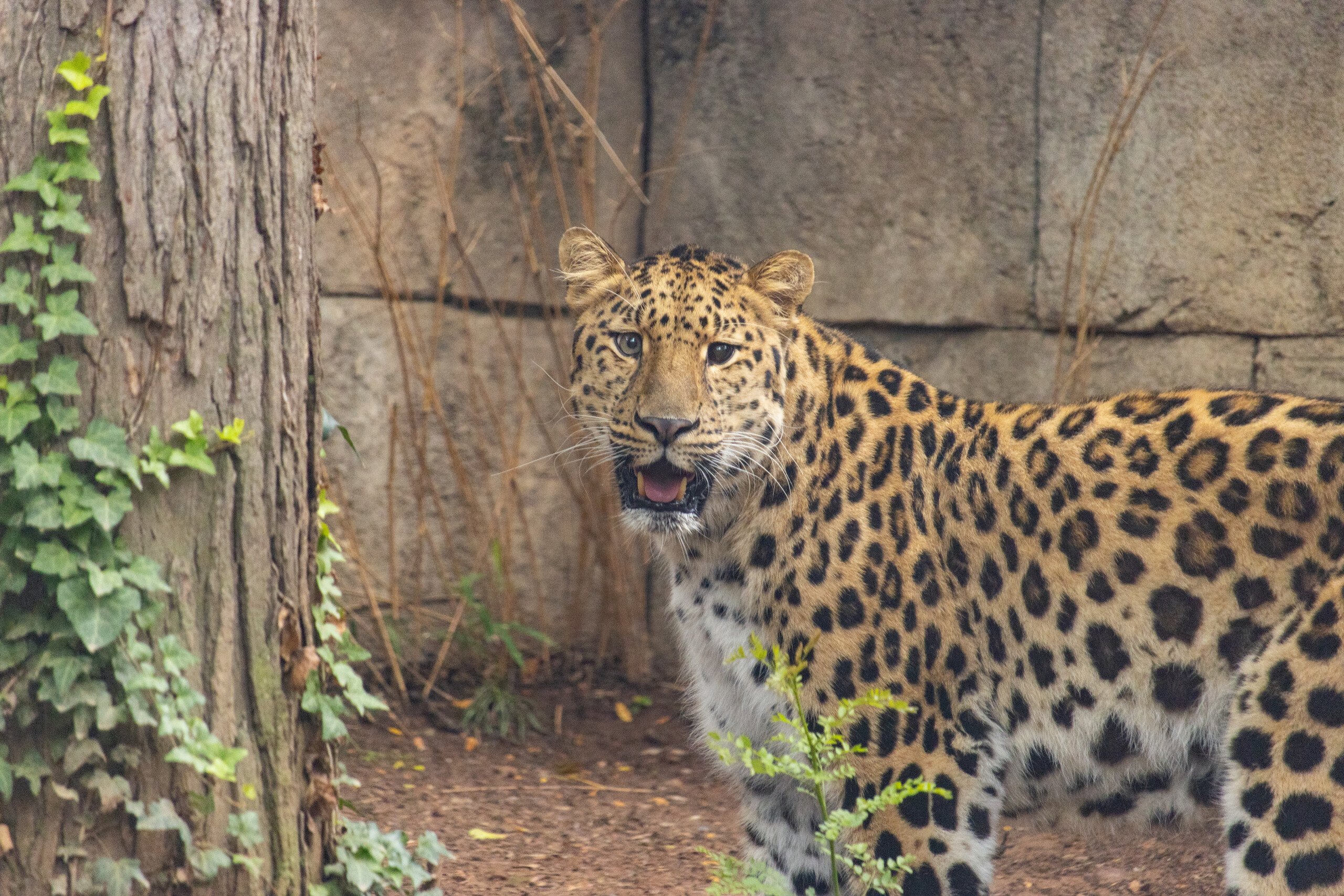 Rafferty the Amur leopard in her enclosure at Big Cat Falls at Philadelphia Zoo.