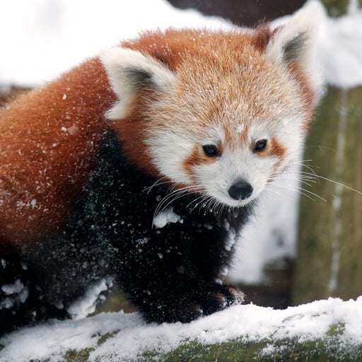 RedPanda SAM 2095