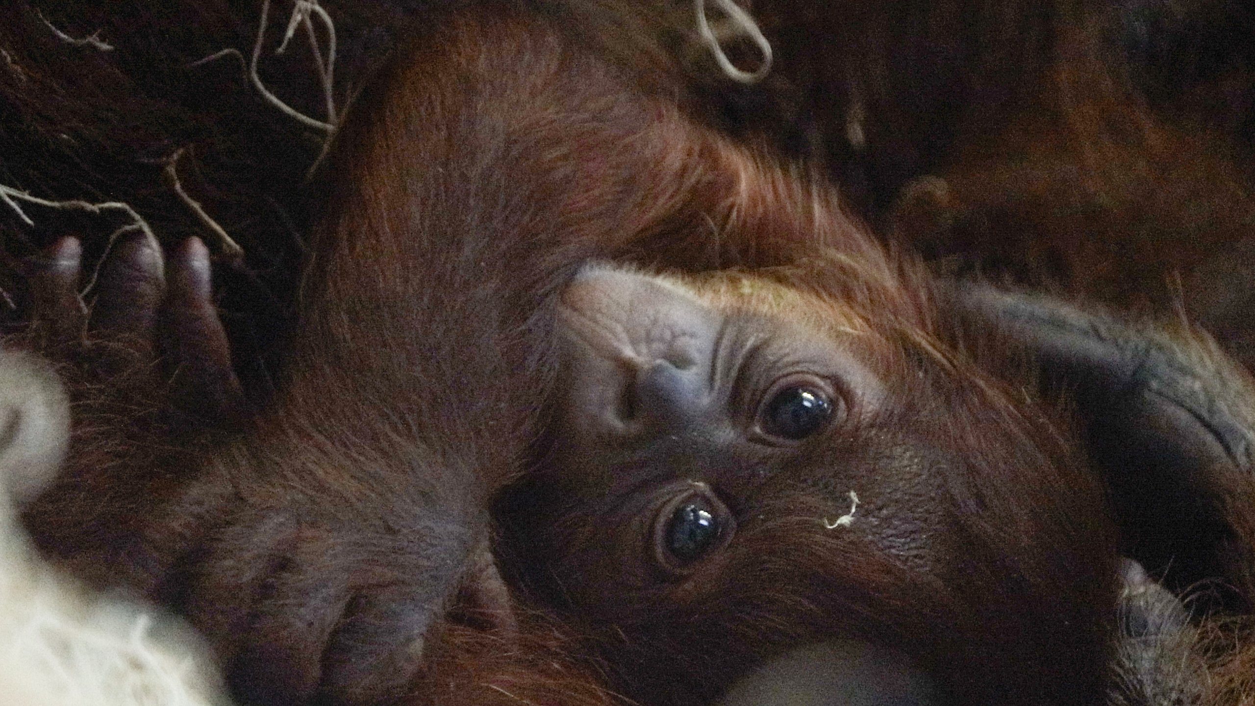 Orangutan Tua holds her newborn baby in PECO Primate Reserve at Philadelphia Zoo.