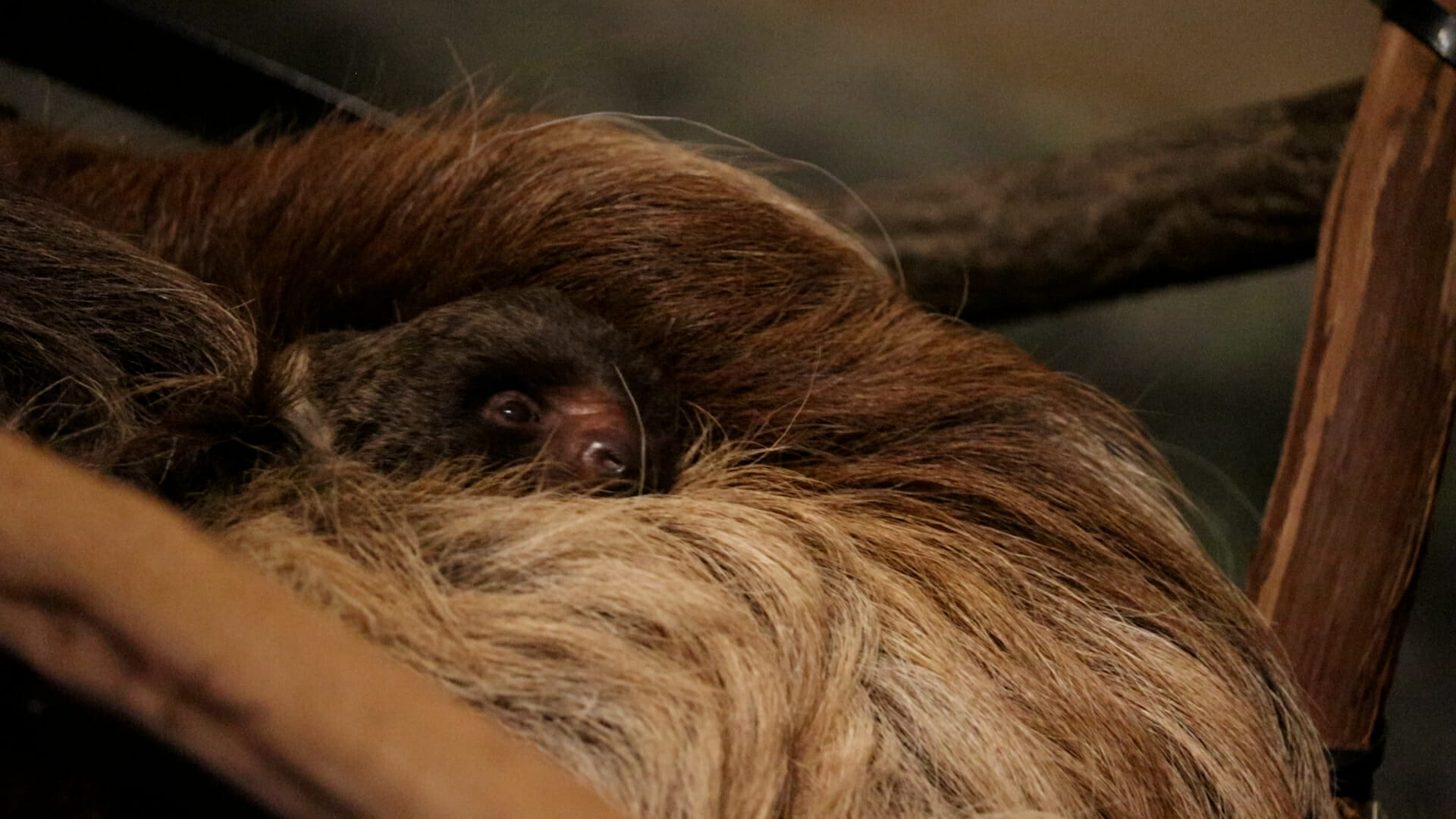 Baby sloth 2