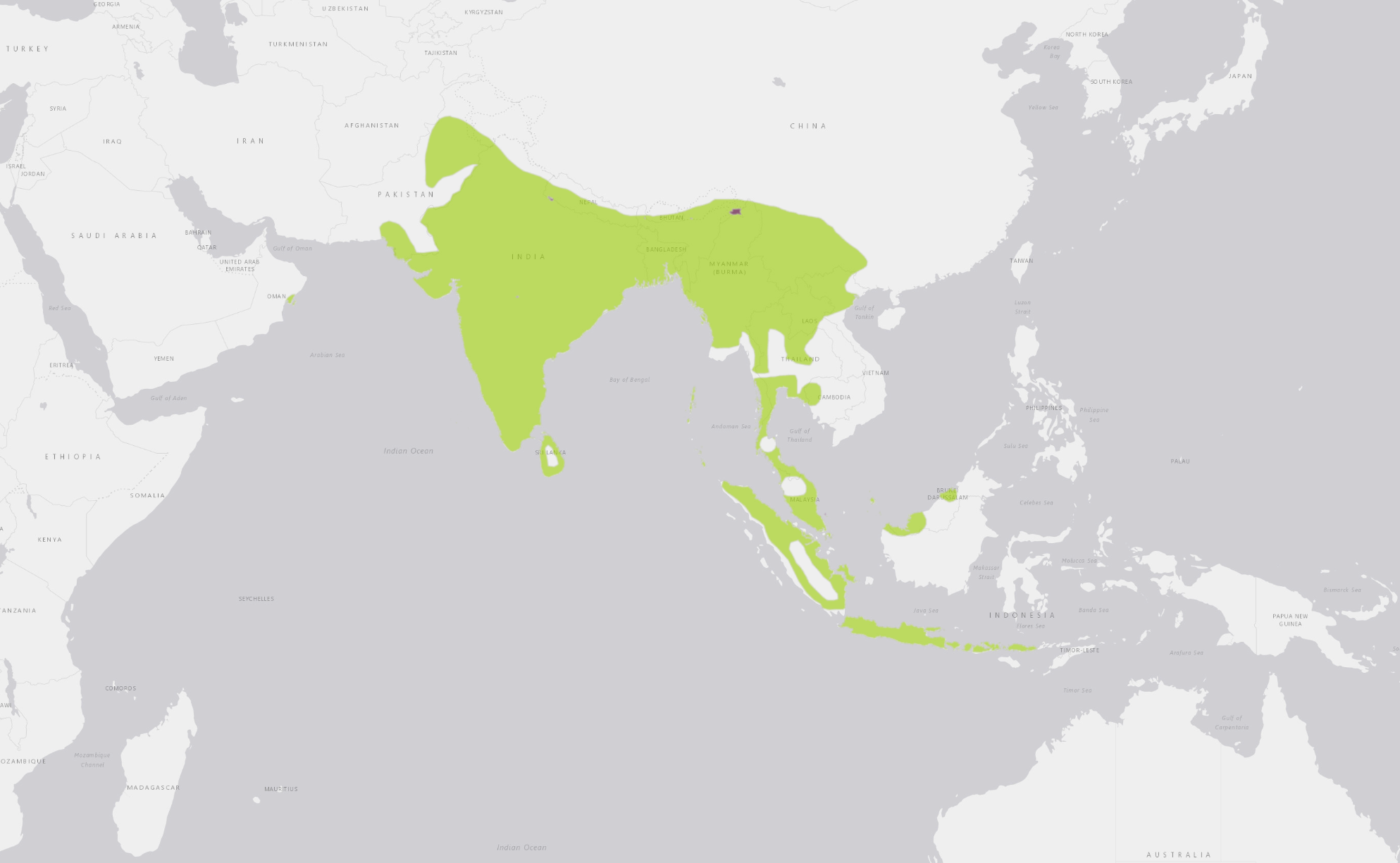 A map of the Indian White Eye range, which includes Southeast Asia, India, some Indonesian islands, and found in the Hawaiian Archipelago.