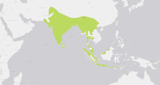 A map of the Indian White Eye range, which includes Southeast Asia, India, some Indonesian islands, and found in the Hawaiian Archipelago.