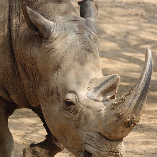 WhiteRhino Tony 5378