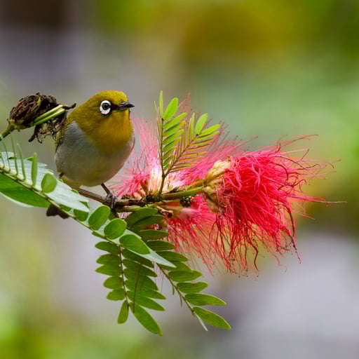 An Indian White-Eye perches atop a tree branch.