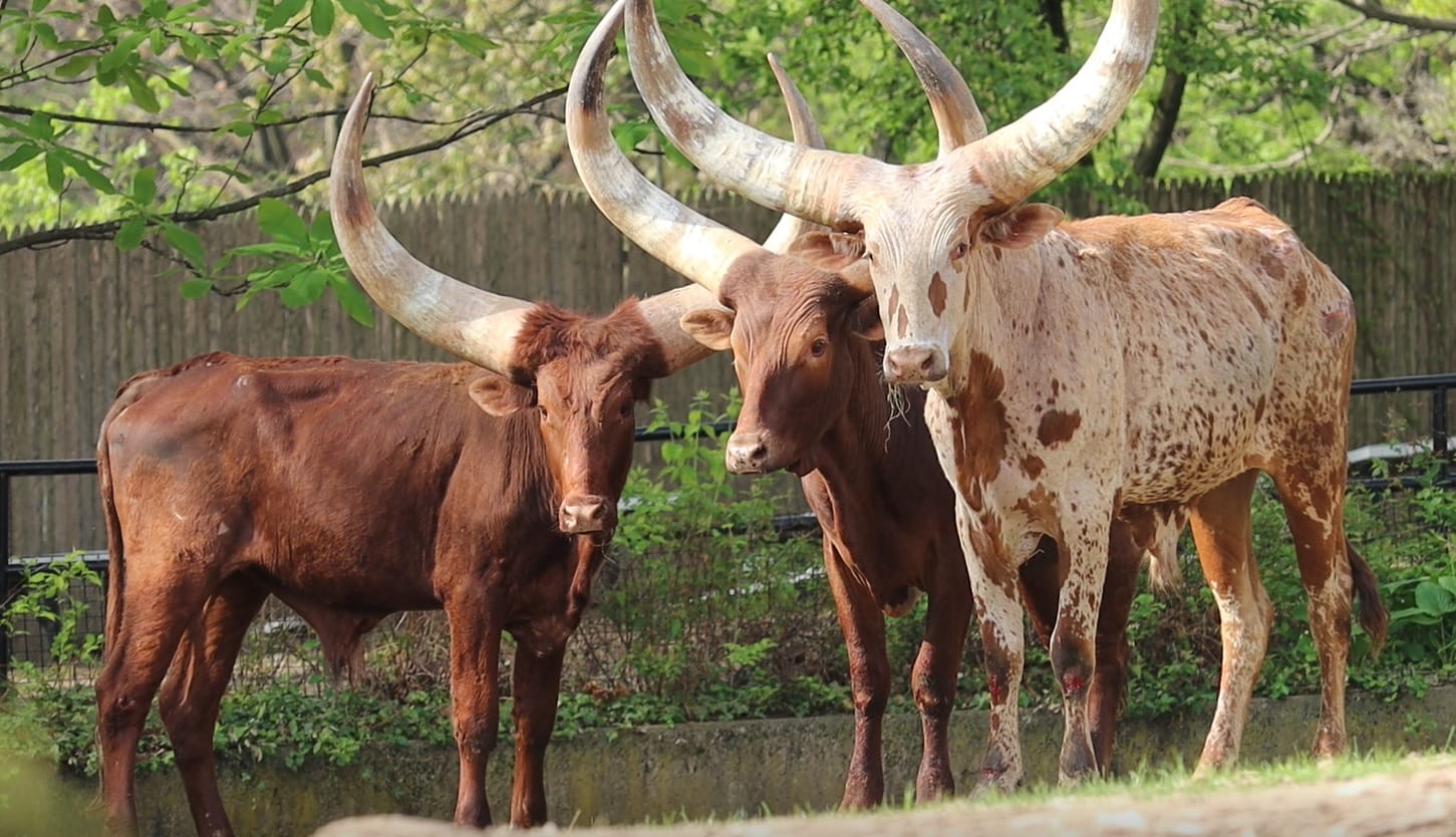 Philadelphia Zoo Welcomes Three Majestic Ankole-Watusi Cattle