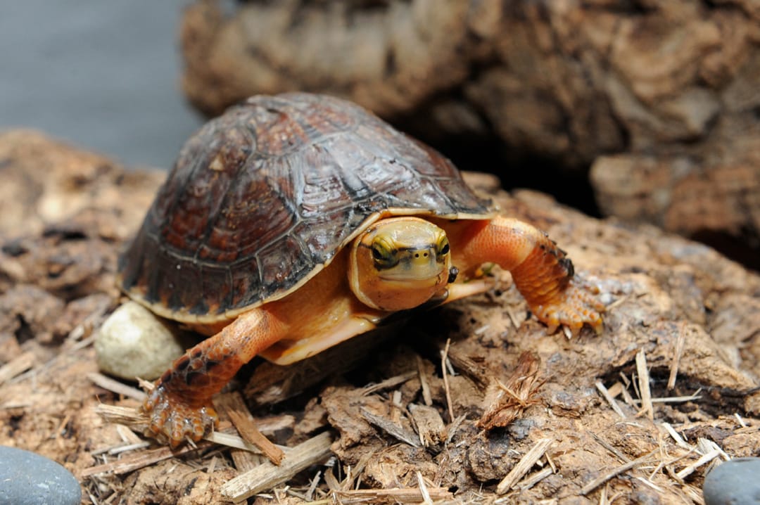 McCords box turtle