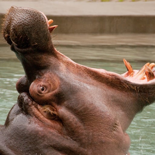Hippo Cindy 0035