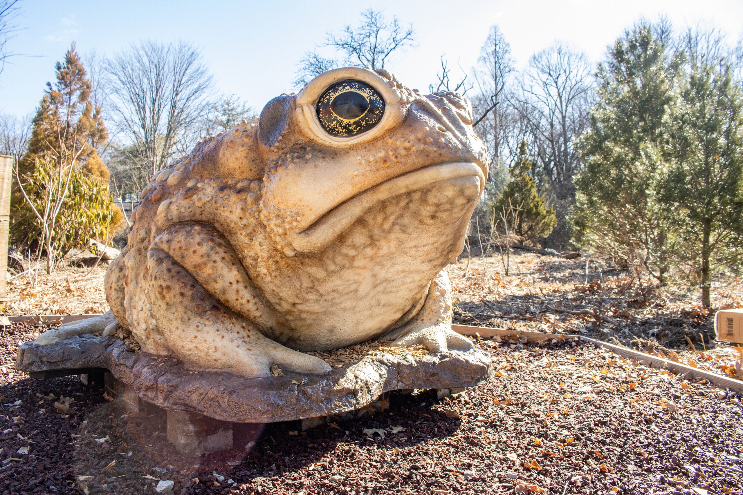 A climbable statue of a toad.