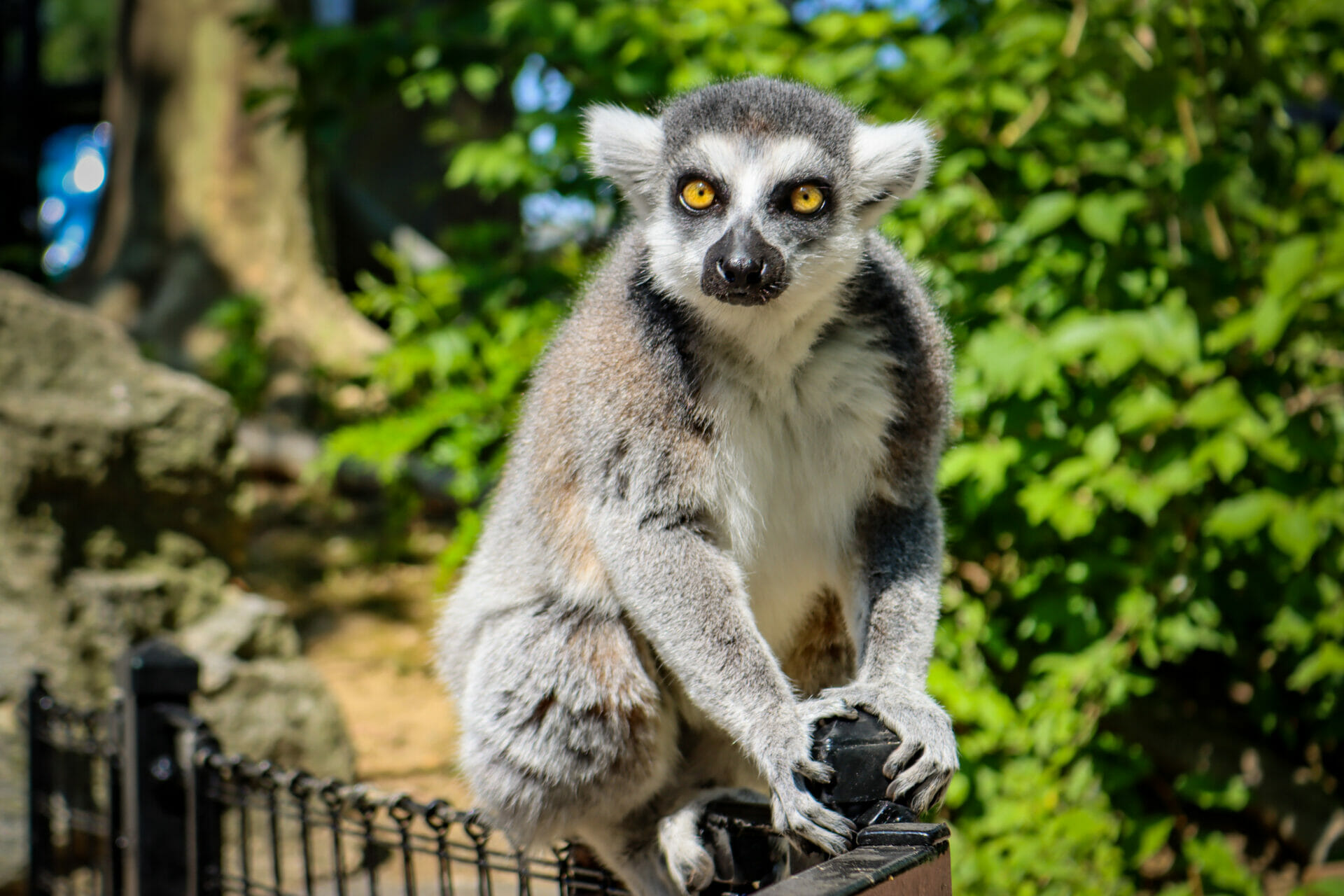 A lemur sits on the fence inside the Lemur Island walkthrough experience at Philadelphia Zoo.