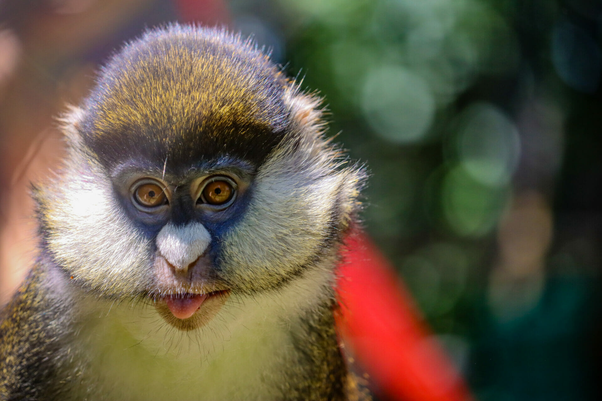 red tailed monkey 3