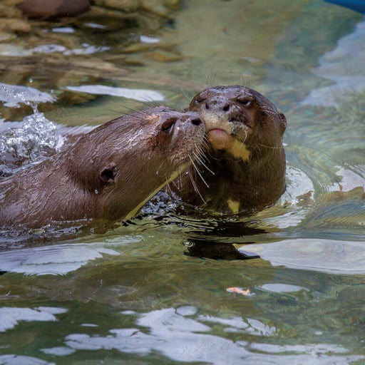 GiantRiverOtter 4671