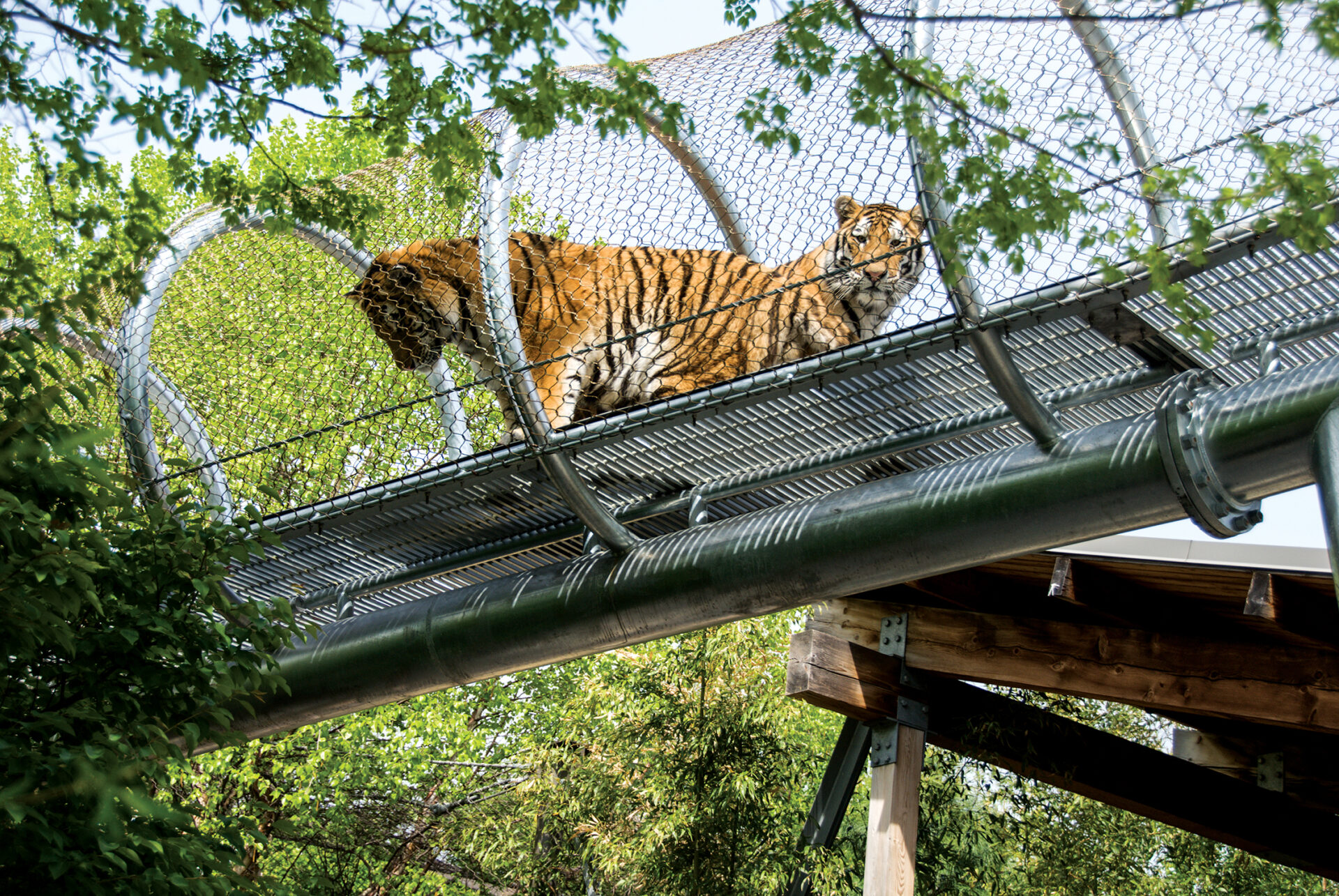 Big Cat Crossing 1