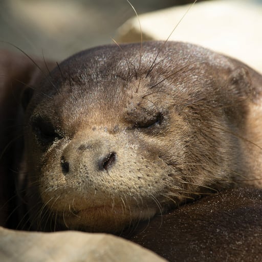 GiantRiverOtter Sleeping 7561