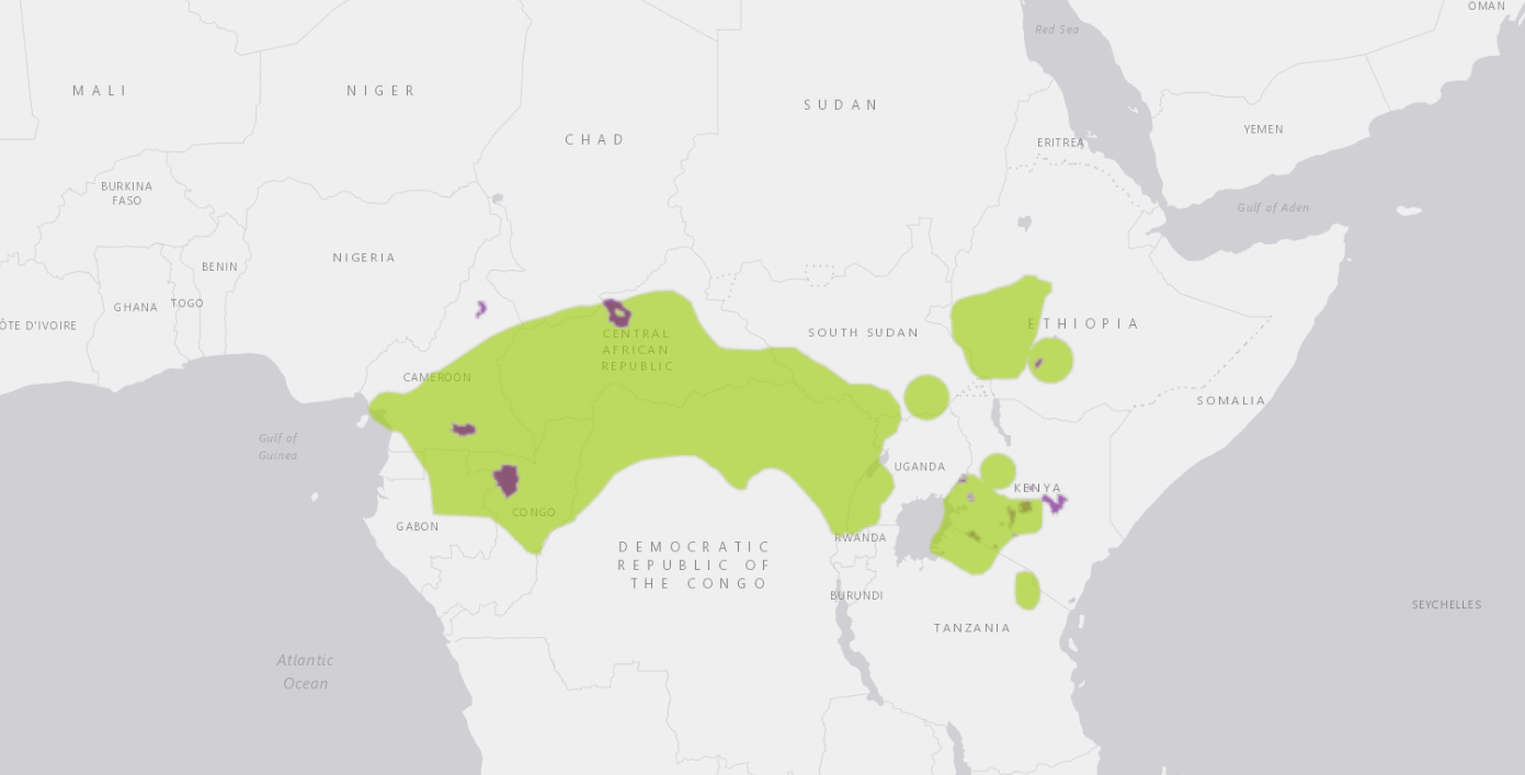 A map depicting the range of the black and white colobus monkey, which includes Cameroon, Equatorial Guinea, Nigeria, Ethiopia, Kenya, Tanzania, Uganda, and Chad.