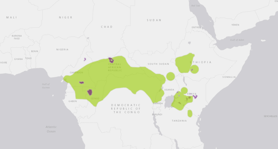 A map depicting the range of the black and white colobus monkey, which includes Cameroon, Equatorial Guinea, Nigeria, Ethiopia, Kenya, Tanzania, Uganda, and Chad.