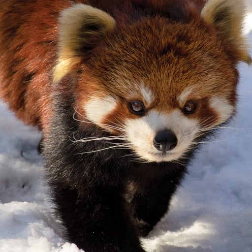 RedPanda 8385