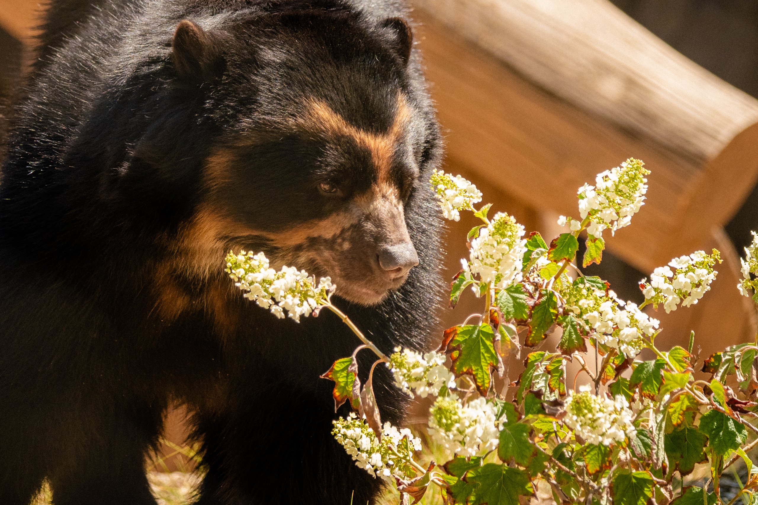 An Andean bear sniffs a cluster of flowers in its habitat at Carey Bear Country, the latest exhibit to open at Philadephia Zoo.