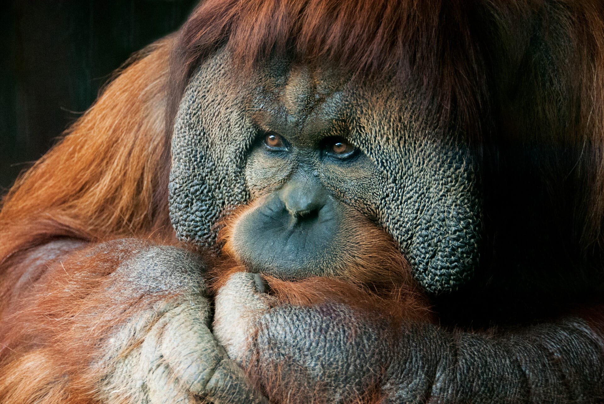 More (Inner) Bark Than Bite: Studying Orangutan Diets