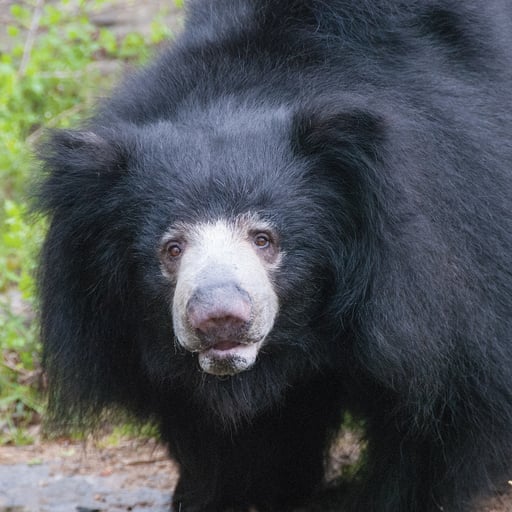 4. Các mối đe dọa và bảo tồn