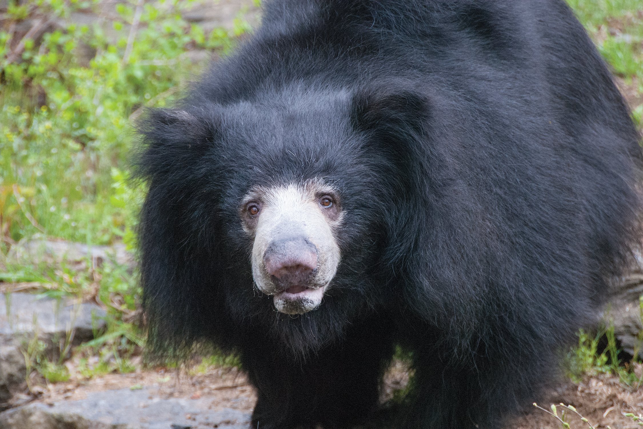 SlothBear Jesse 0047