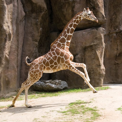 Giraffe 31