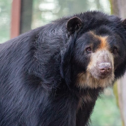 Andean.SpectacledBear Joaquin 0665