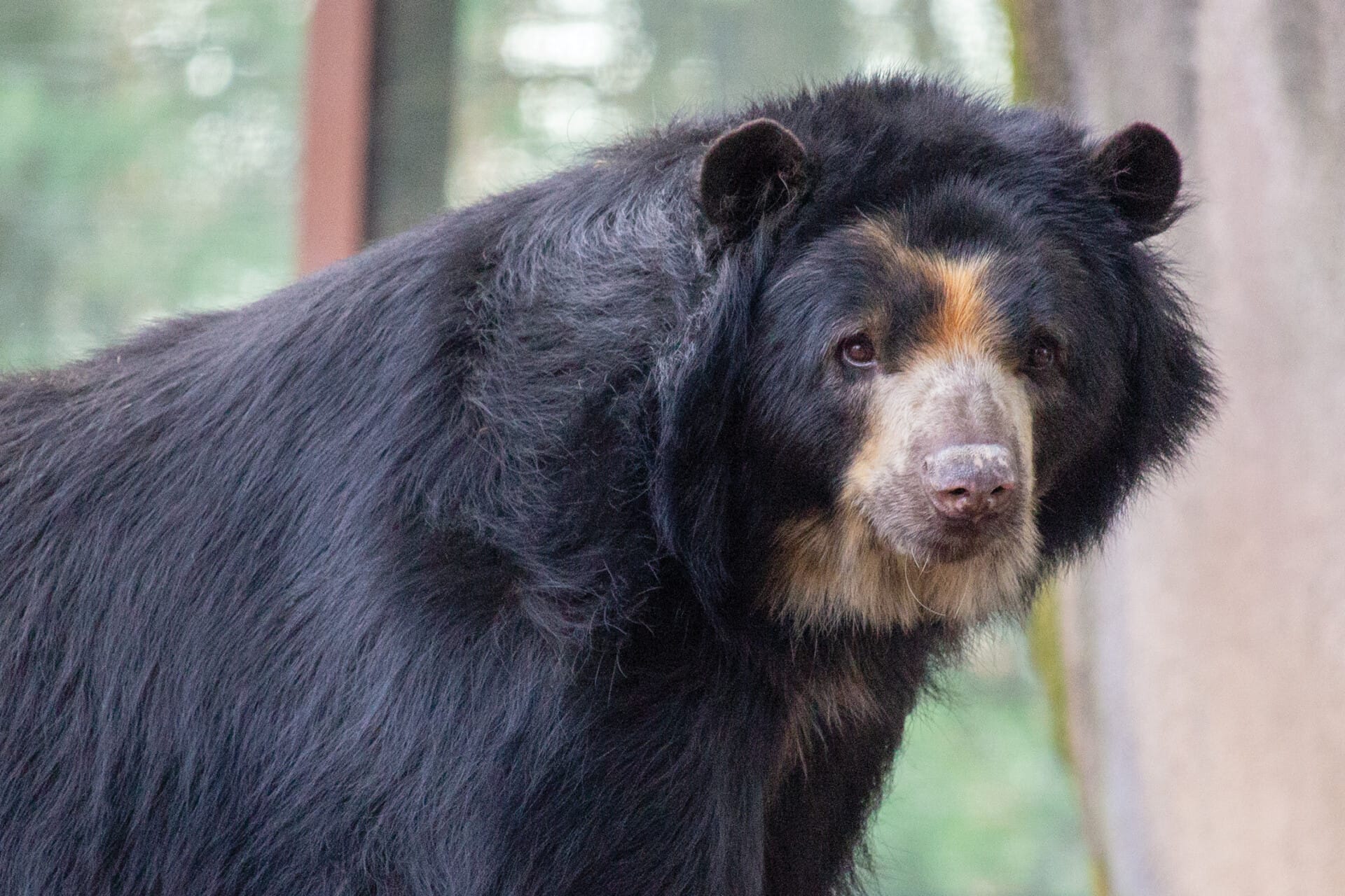 Andean.SpectacledBear Joaquin 0665