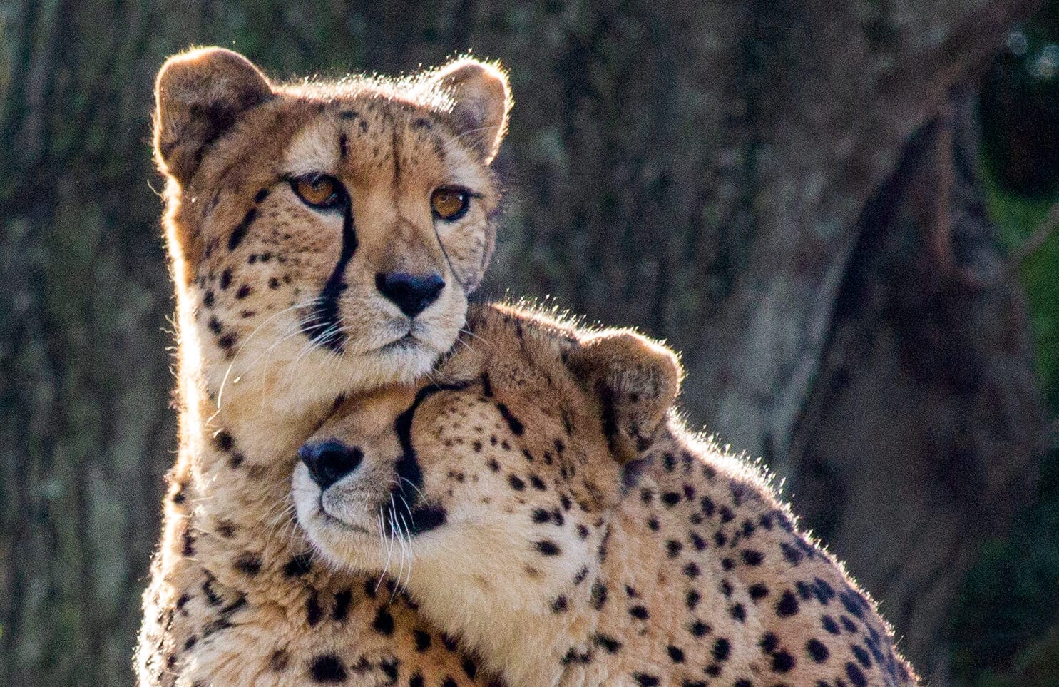 Cheetah Amani And Kalima