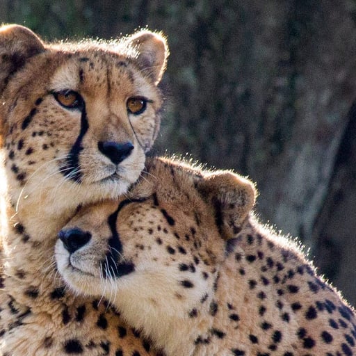 Amani and Kalima, two cheetahs at the Philadelphia Zoo, cuddle one another in their enclosure.